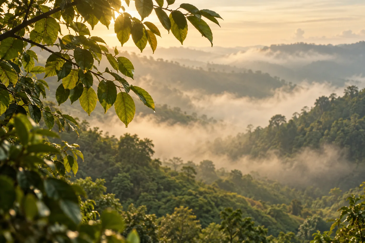 Illustrative misty green hillside